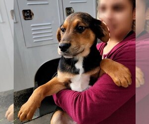 Shepradors Dogs for adoption in Lodi, CA, USA