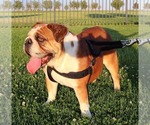 Small #1 English Bulldog