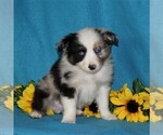 Small Photo #1 Australian Shepherd Puppy For Sale in STRASBURG, PA, USA