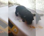 Small Photo #6 Rottweiler Puppy For Sale in HEMINGWAY, SC, USA