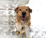 Small #19 Chow Chow-Golden Retriever Mix