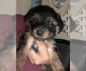 Yorkshire Terrier Puppy for sale in MANHATTAN, NY, USA