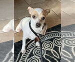 Small #3 Chihuahua Mix