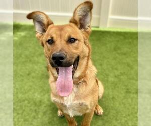 German Shepherd Dog Dogs for adoption in Camarillo, CA, USA