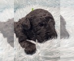 Puppy Mr Green Goldendoodle