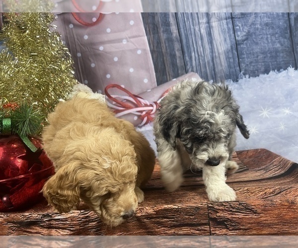 Medium Photo #28 Aussiedoodle Puppy For Sale in COMMERCE, MI, USA