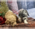 Small Photo #28 Aussiedoodle Puppy For Sale in COMMERCE, MI, USA