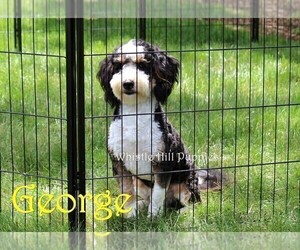 Father of the Miniature Bernedoodle puppies born on 03/06/2025