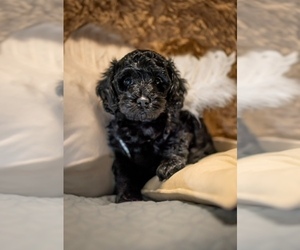 Cockapoo Puppy for sale in HOUSTON, TX, USA