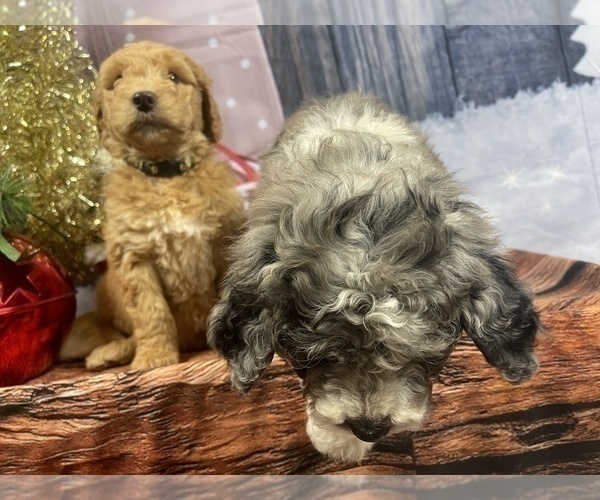 Medium Photo #29 Aussiedoodle Puppy For Sale in COMMERCE, MI, USA