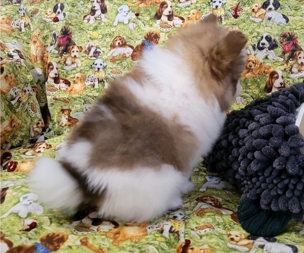 Medium Photo #4 Pomeranian Puppy For Sale in ORRVILLE, OH, USA