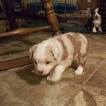 Small Photo #1 Miniature Australian Shepherd Puppy For Sale in TEN MILE, TN, USA