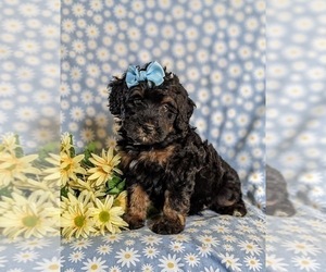 Miniature Bernedoodle Puppy for sale in OXFORD, PA, USA