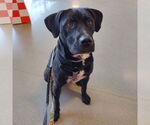 Small #9 American Pit Bull Terrier-Labrador Retriever Mix