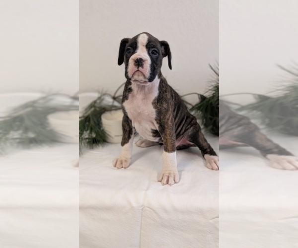 Medium Photo #11 Boxer Puppy For Sale in GOSHEN, IN, USA