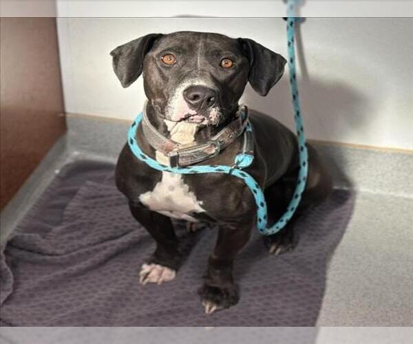 Medium Photo #1 Mutt Puppy For Sale in Rancho Cucamonga, CA, USA