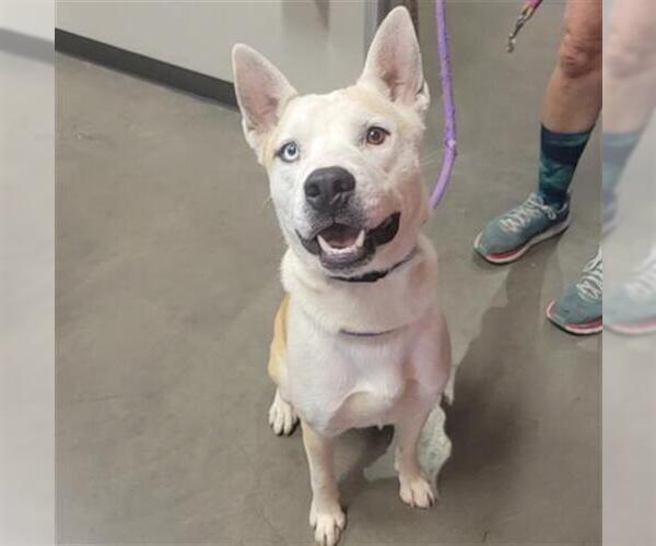 Medium Photo #1 Siberian Husky-Unknown Mix Puppy For Sale in Waco, TX, USA