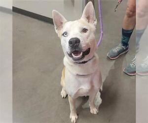 Siberian Husky-Unknown Mix Dogs for adoption in Waco, TX, USA