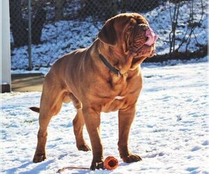 Father of the Dogue de Bordeaux puppies born on 02/04/2024