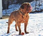 Small Photo #1 Dogue de Bordeaux Puppy For Sale in ANDOVER, CT, USA