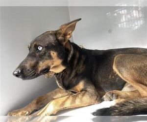 German Shepherd Dog Dogs for adoption in Houston, TX, USA