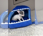 Small #8 Chihuahua