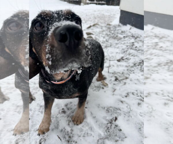 Medium Photo #3 Doxle Puppy For Sale in Columbus, IN, USA