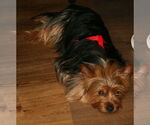 Small #2 Mutt
