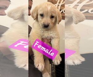 Golden Retriever-Unknown Mix Dogs for adoption in Brooksville, FL, USA