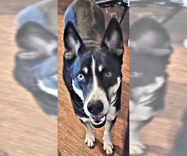 Medium Photo #3 Siberian Husky-Unknown Mix Puppy For Sale in Rutherfordton, NC, USA