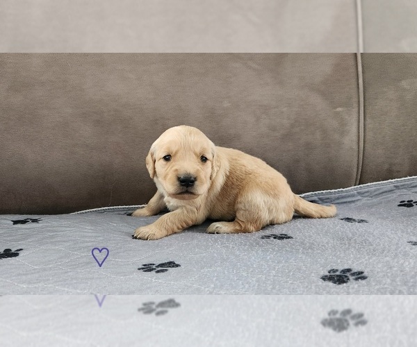Medium Photo #4 Golden Retriever Puppy For Sale in THOMASTON, ME, USA