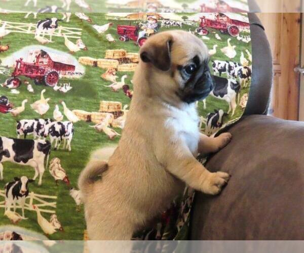 Medium Photo #2 Pug Puppy For Sale in ORRVILLE, OH, USA