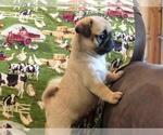 Small Photo #2 Pug Puppy For Sale in ORRVILLE, OH, USA