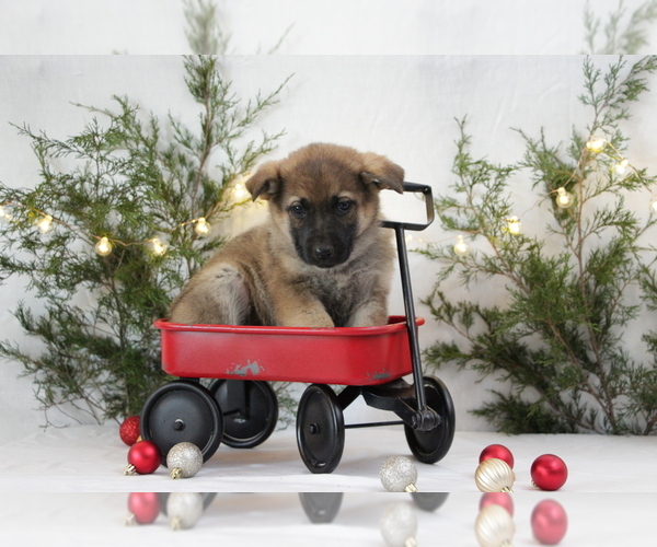 Medium Photo #6 German Shepherd Dog Puppy For Sale in AUBURN, KY, USA