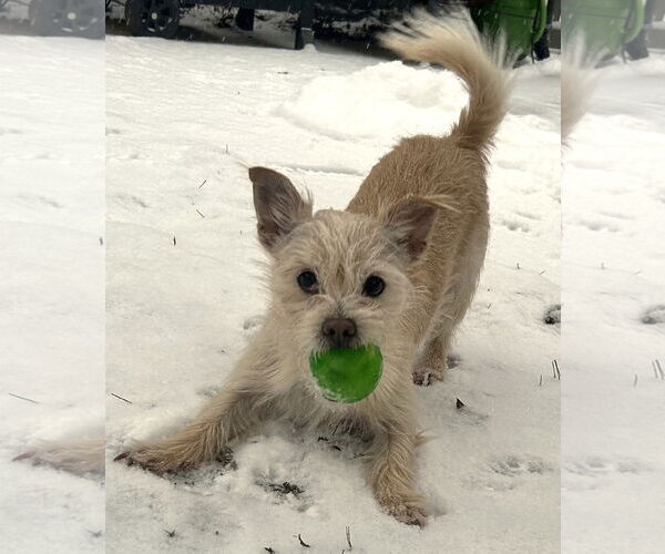 Medium Photo #3 Toxirn Puppy For Sale in Westmont, IL, USA