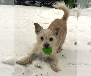 Toxirn Dogs for adoption in Westmont, IL, USA