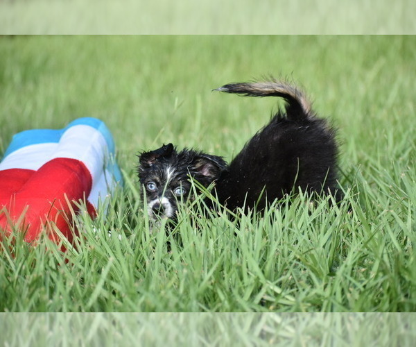 Medium Photo #13 Miniature Australian Shepherd Puppy For Sale in PALM COAST, FL, USA