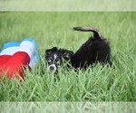 Small #12 Miniature Australian Shepherd