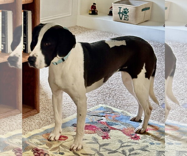 Medium Photo #15 Mutt Puppy For Sale in Harrisburg, PA, USA