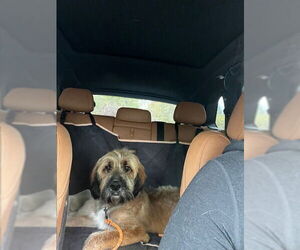 Saint Bernard-Unknown Mix Dogs for adoption in Salt Lake City, UT, USA