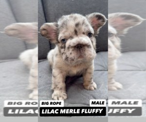 French Bulldog Puppy for sale in CORONADO, CA, USA