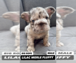 Small French Bulldog