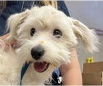 Small #1 Maltese Mix