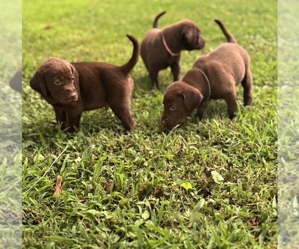 Medium Photo #1 Labrador Retriever Puppy For Sale in ELKMONT, AL, USA