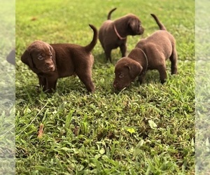 Labrador Retriever Puppy for Sale in ELKMONT, Alabama USA