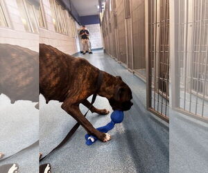 Boxer Dogs for adoption in Katy, TX, USA