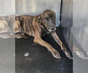 Plott Hound-Unknown Mix Dogs for adoption in San Antonio, TX, USA