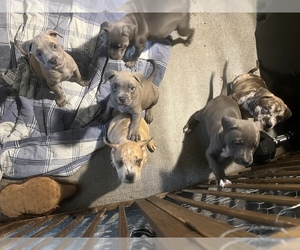 American Pit Bull Terrier Puppy for sale in ATLANTA, GA, USA