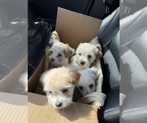 Maltipoo Puppy for sale in LOS ANGELES, CA, USA