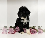 Small Photo #1 Miniature Bernedoodle Puppy For Sale in HERNANDO, FL, USA